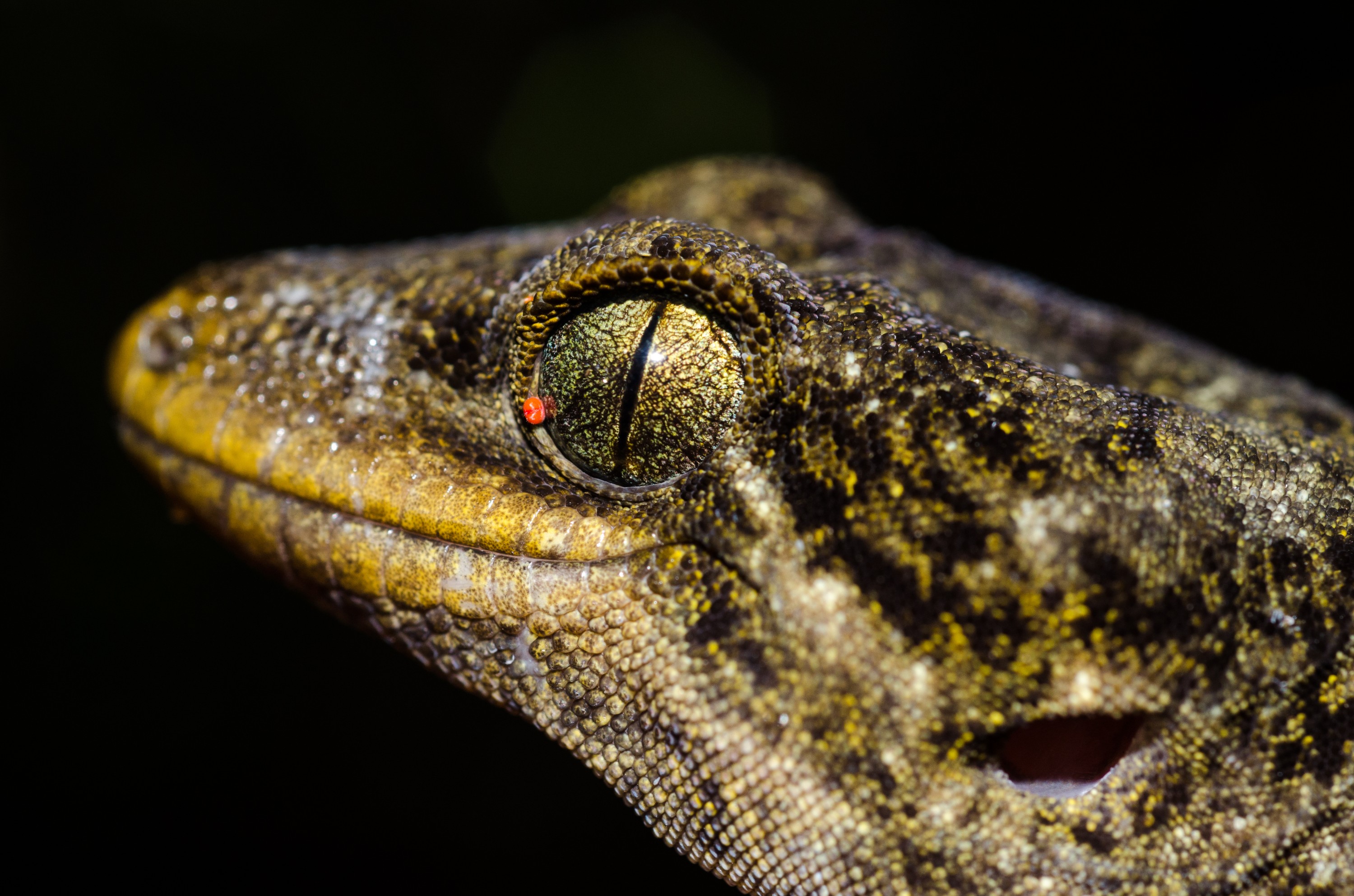 DSC_1469 – crispin, Duvaucel's, duvaucel, Gecko, Hoplodactylus, duvauceli, cold blood, lizard, crispin, hen, chicken, chicks, reserve, doc